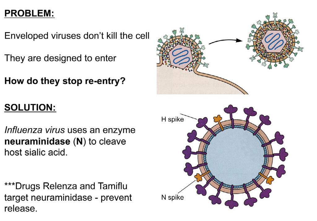For a complete list of defined The exit strategy must also prevent viruses re-entering into the same infected cell: An important part of exiting the host cell successfully is not re-infecting the