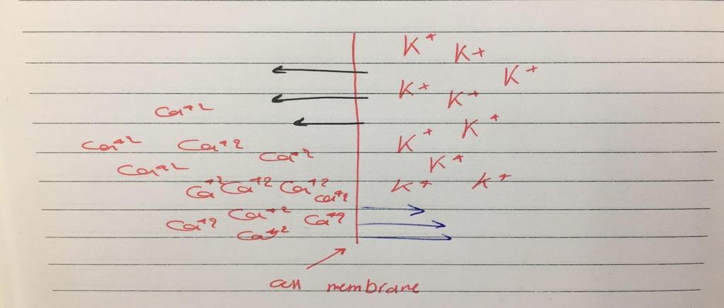 Let s consider that the decreasing does not happen: *Potassium permeability is very high so the ions will move outside the cell.