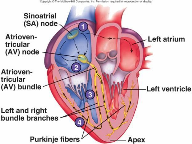 The heart as intrinsic source of action potential: the heart in order to contract, it needs an action potential to initiate contraction, the source of it is the conductive system of the heart: it is
