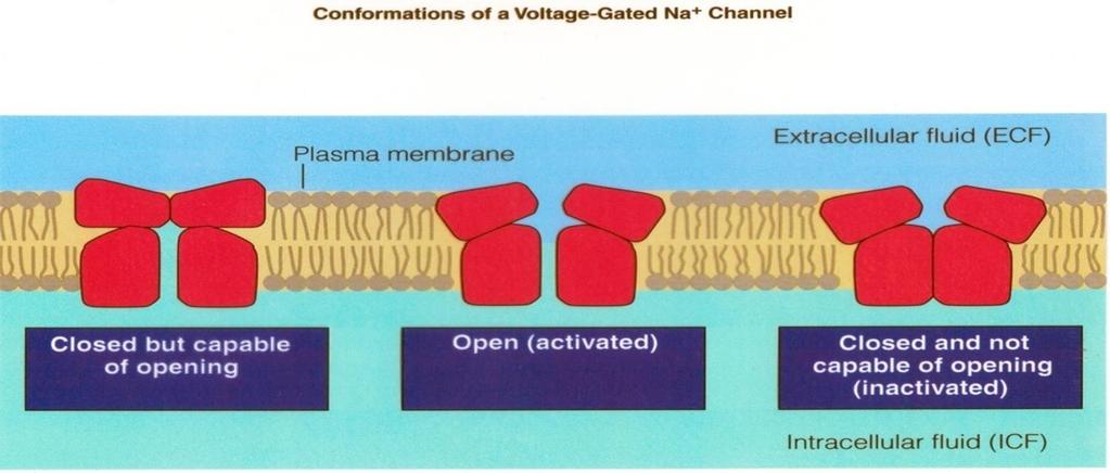 ***usually the resting membrane potential for them is -60 not -90 Activation gate (N): it is closed at rest and opens fast when the membrane potential becomes less negative Inactivation gate (H): it