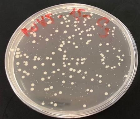 Control 6.5 %(w/v) Figure7. Sample concentration testing on agar plate with ratio 1:1 (v/v) with the minimal inhibitory concentration (on the right) in comparison with 6.5% of sample (on the left).