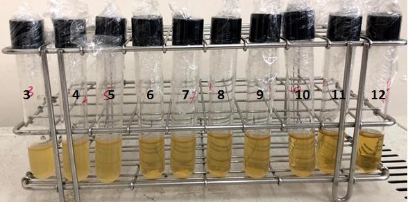 Concentration broth with the ratio 1:1(v/v) in test 3 Test tube 1: Negative control 1 with 3ml BHI broth medium only.