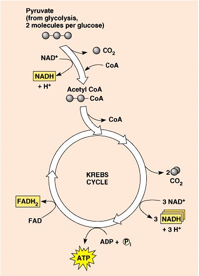 NADH, 2 FADH 2 lectron Transport Chain NADH passes electrons to ETC Electron