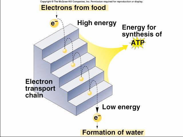 But what pulls the electrons down the ETC?