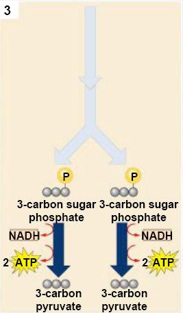 Two high energy phosphates from two molecules of ATP are added to the six-carbon molecule glucose, producing a