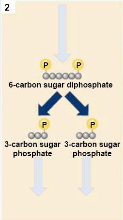 Cleavage reactions Then, the six-carbon molecule with two phosphates is split in two, forming two three-carbon
