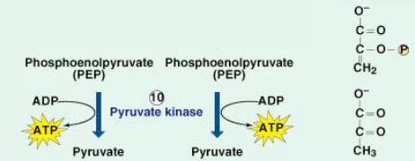Substrate-level Phosphorylation In the last step of glycolysis, where did the P come from to make ATP?
