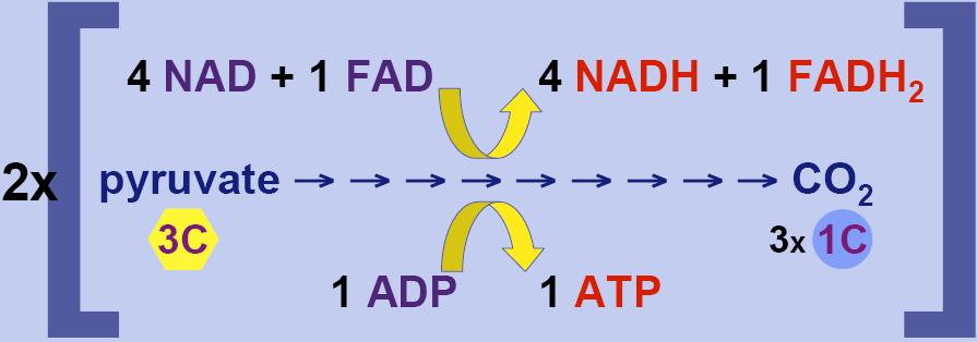 go to ETC (Electron Transport Chain) Energy accounting of Krebs Cycle Net gain = 2 ATP = 8 NADH + 2