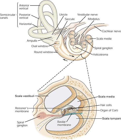 Inner ear cochlea and cochlear nerve Converts sound