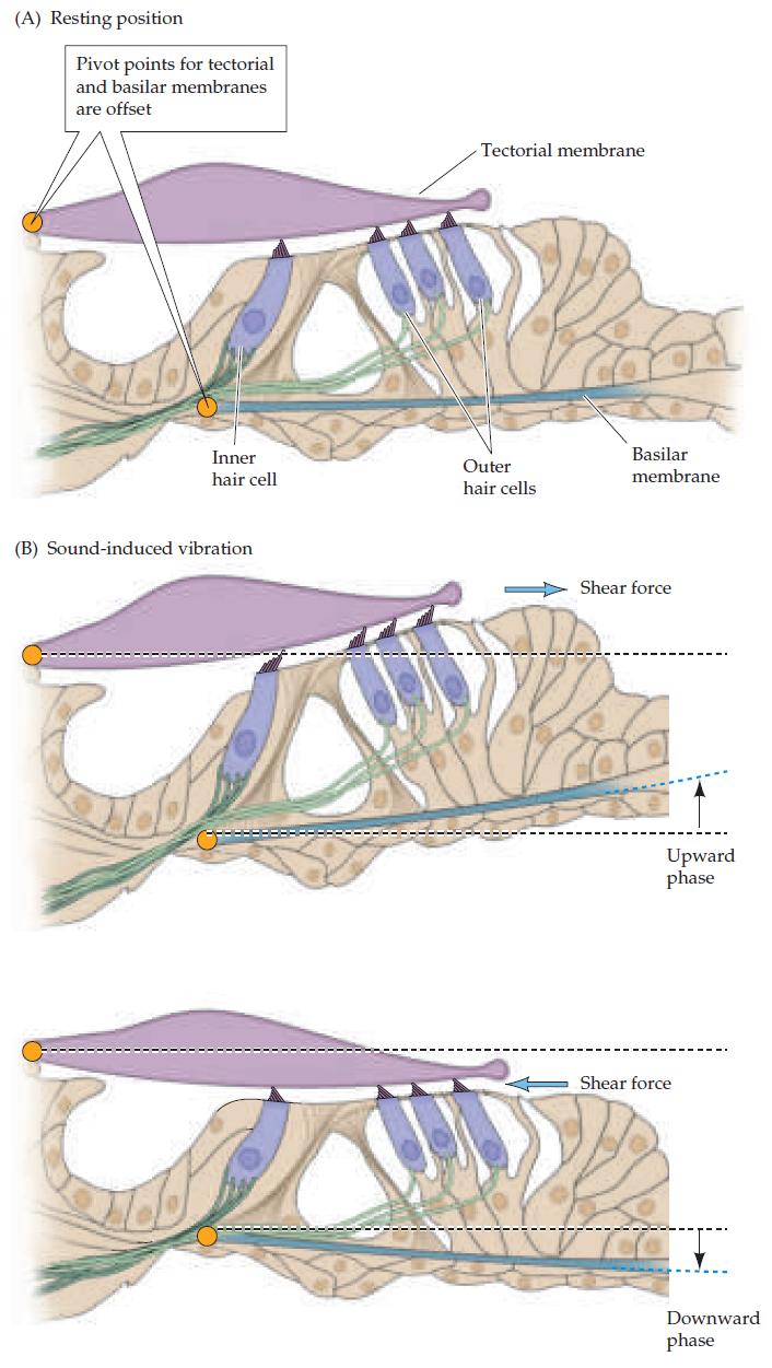 Shear forces between tectorial and basilar membrane Different anchor points for tectorial and basilar membrane Vibrations result in a shear force This bends the stereocilia that sit on