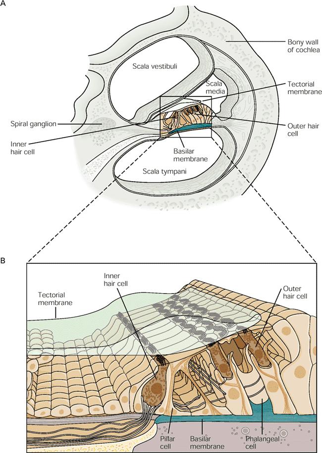 Structure of Organ of Corti Inner hair cells actual sensory hair cells Outer hair cells get input from the brain Can