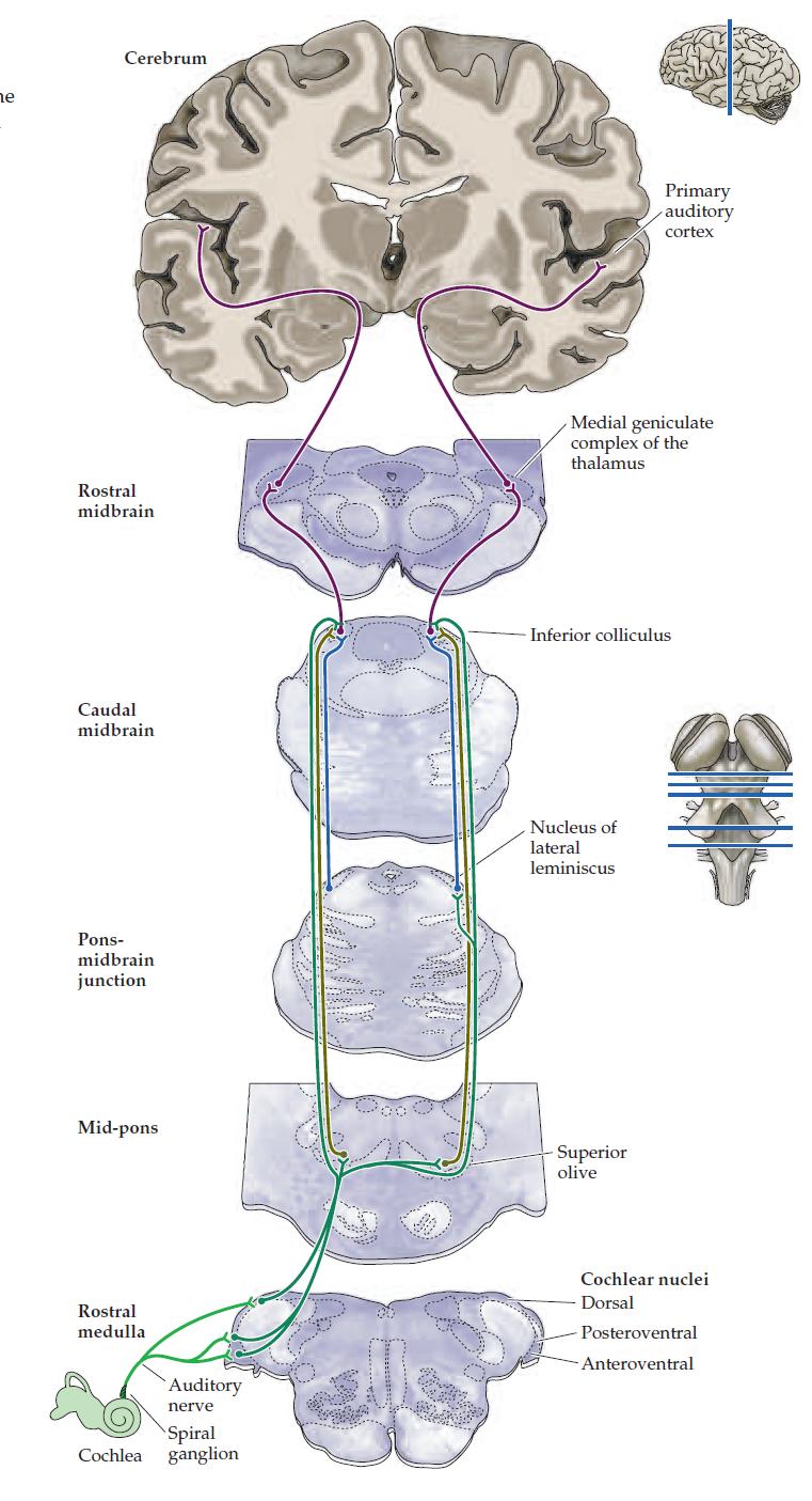 Pathways to the brain Lot of processing before cortex A number of parallel