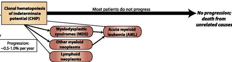 Premalignant clonal MYELOID proliferations Clonal hematopoiesis of indeterminate potential CHIP Most patients do not progress myeloid/ lymphoid/ multipotential Progenitor cell Or Stem cell