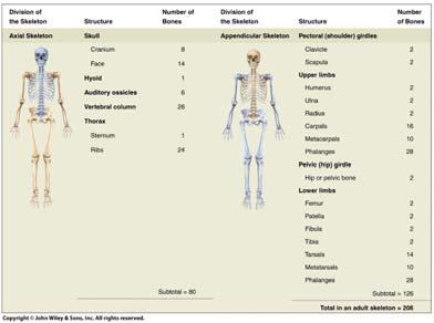Anatomy of the Musculoskeletal System Kyle E. Rarey, Ph.D.