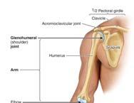 Clinical Significance Nearly 20 million people are affected by an upper extremity injury or