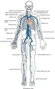 Venous System Overview In both the upper and lower extremities, there are two
