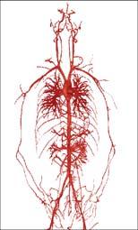 The deep system of veins parallels the arterial system; therefore, the veins