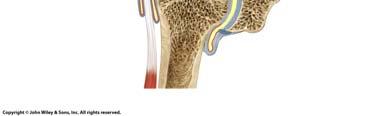 GLENOID LABRUM Scapula GLENOID CAVITY Articular cartilage GLENOID LABRUM