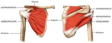 Supraspinatus, infraspinatus and teres minor: along with the subscapularis