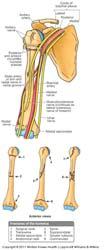 Carpal tunnel syndrome Nerves