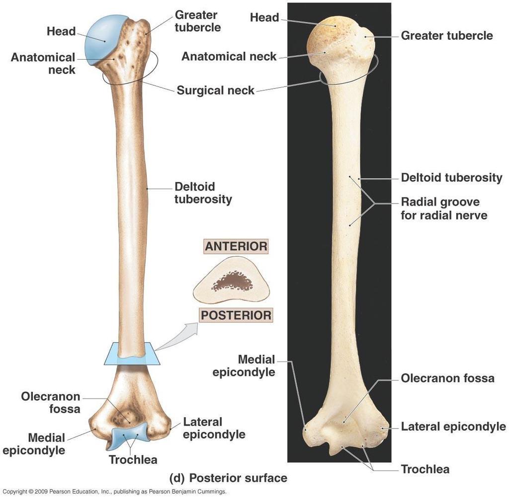 Posterior View -O lecranon fossa receives theolecranon process of the ulna -medial & lateral Epicondyles will appear more clearly, Above them we have supraepiconyler ridge;lateral