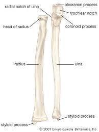 Radius : The lateral bone of the fore arm.
