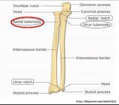 RadialTuberosity : Beneath the neck of the radius,on the medial side,is an eminence called the radial tuberosity;its surface