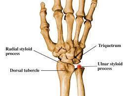 Shaft : Anterior surface of the distal extremity is covered by hyaline cartilage,and it will