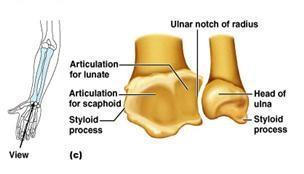 Lower Extremity : Head : located distally at the end of the shaft, styloid process : at the