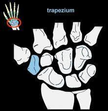 Trapezium : Located more distal and anterior