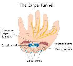 Tunnel allow all flexor muscle to