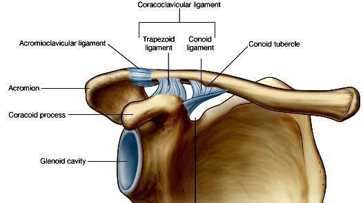 In the lateral side,there are the conoid tubercle & the trapezoid ridge where the Conoid & trapezoid ligaments