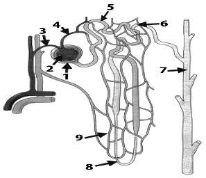 12. (a) (i) What is meant by the term excretion? Mention one method of excretion in flowering plants. (9) (b) (i) Draw a large labelled diagram of a vertical section through a human kidney.