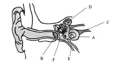 15. Answer any two of (a), (b), (c). (0, 0) (a) (i) The diagram above shows the internal structure of the human ear. 1. Name the structures labelled A, B, C. 2. Give the functions of parts D and E.
