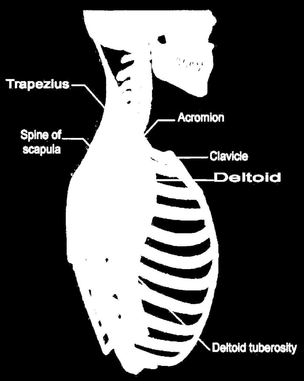 Deltoid O: Clavicle, acromion and spine of scapula. Ins: Deltoid tuberosity. Action: Its fibers runs in 3 directions Ant.
