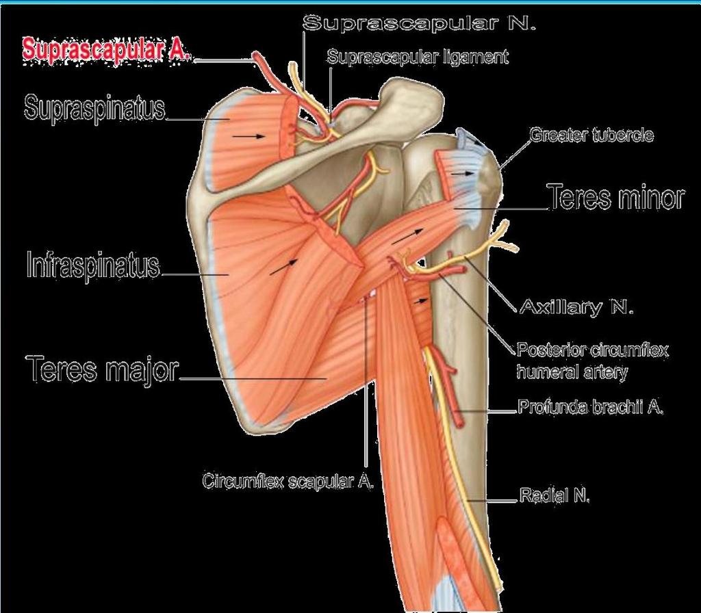 Teres Minor (L. Rounded) O: Lat. border of Scapula. Ins: Greater tubercle. Action: Lateral rotation of arm. NS: Axillary n. Teres Major O: Lat. border of Scapula. Ins: Medial lip of i.