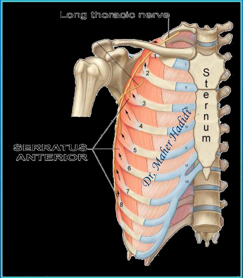 Serratus anterior Origin: upper 8 ribs. Ins: Medial border of scapula.