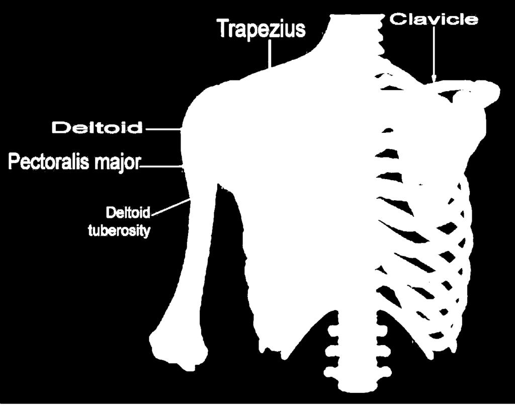 Pectoralis major Dr. Maher Hadidi Origin: Clavicle (M ½), Sternum and upper 6 ribs. Insertion: humerus, lateral lip of intertubercular groove.