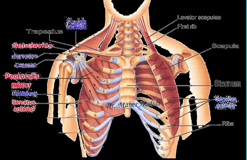 Pectoralis Minor O: 3rd, 4th, 5th ribs. Ins: Coracoid process. NS: Medial pectoral N.