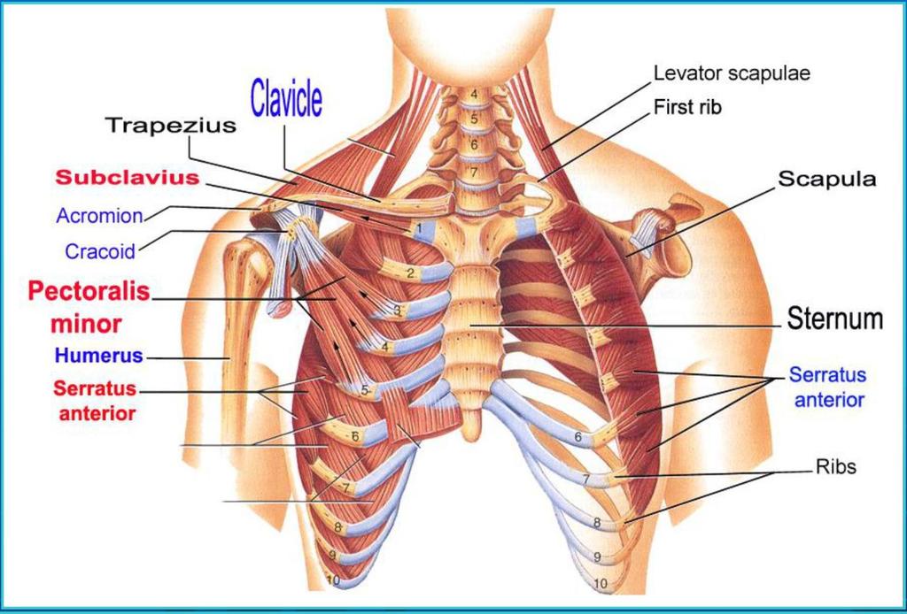 Subclavius Dr. Maher Hadidi Origin: 1st rib. Ins: Clavicle inferior surface. NS: N. to Subclavius.