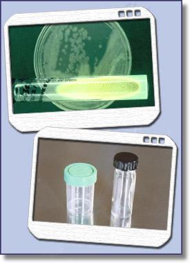 Bacteriologic and Histologic Examinations Extrapulmonary Specimens Urine Cerebrospinal