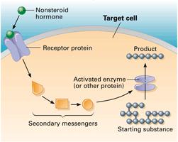 receptor alters cellular activity Target cells must have