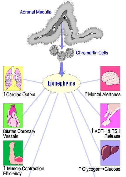 Neural Stimuli Results in Release of Epinephrine Increase cardiac output Dilate coronary blood