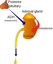 Posterior Pituitary - ADH Antidiuretic hormone (ADH) Prevents dehydration Inhibits urine production (diuresis) Promotes water reabsorption by the kidneys Alcohol inhibits ADH secretion
