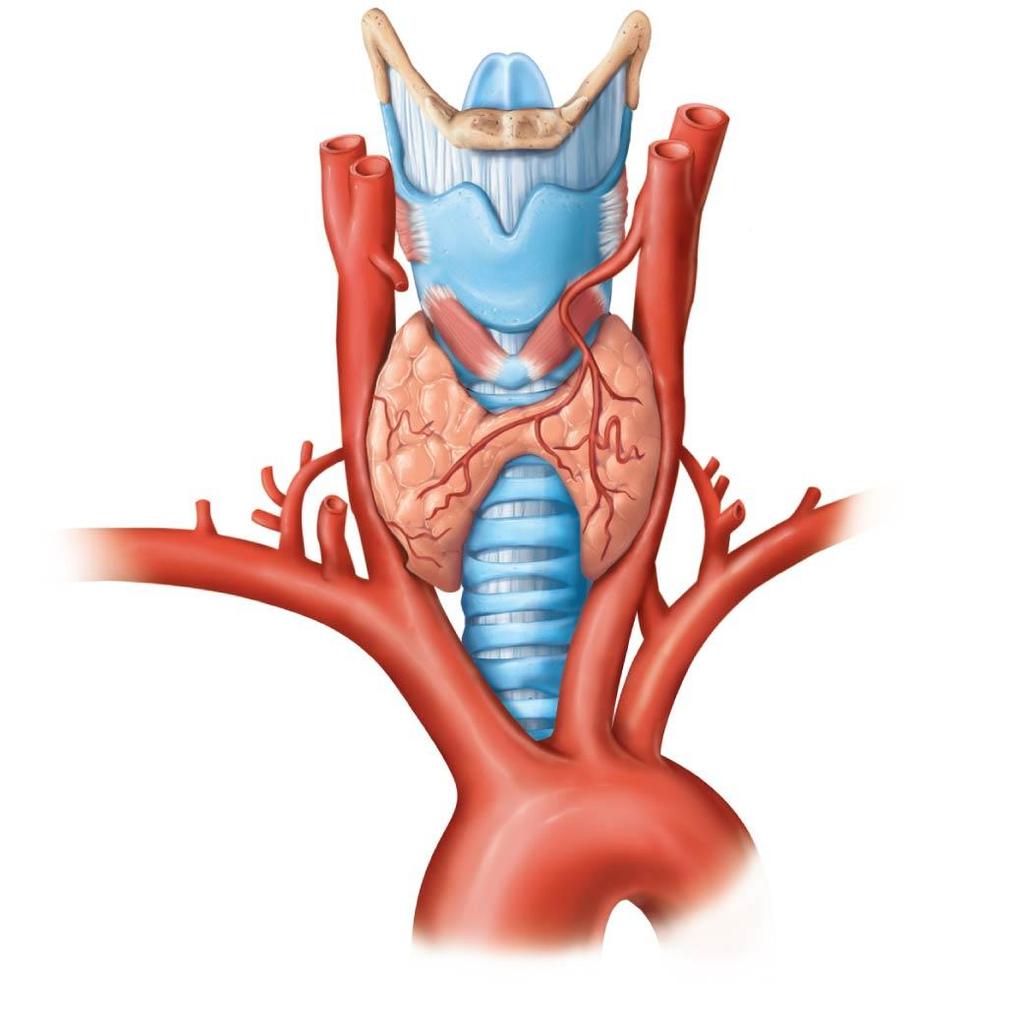 Figure 9.7a The thyroid gland.