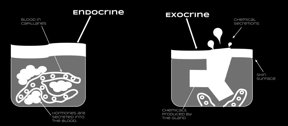 Endocrine System Anatomy Endocrine glands secrete