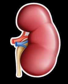 Aldosterone Increases blood pressure by regulating kidney function Causes kidney to