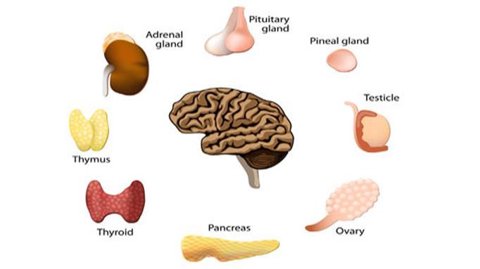 Major Endocrine Organs Many glands are purely endocrine Anterior pituitary, thyroid, adrenals,