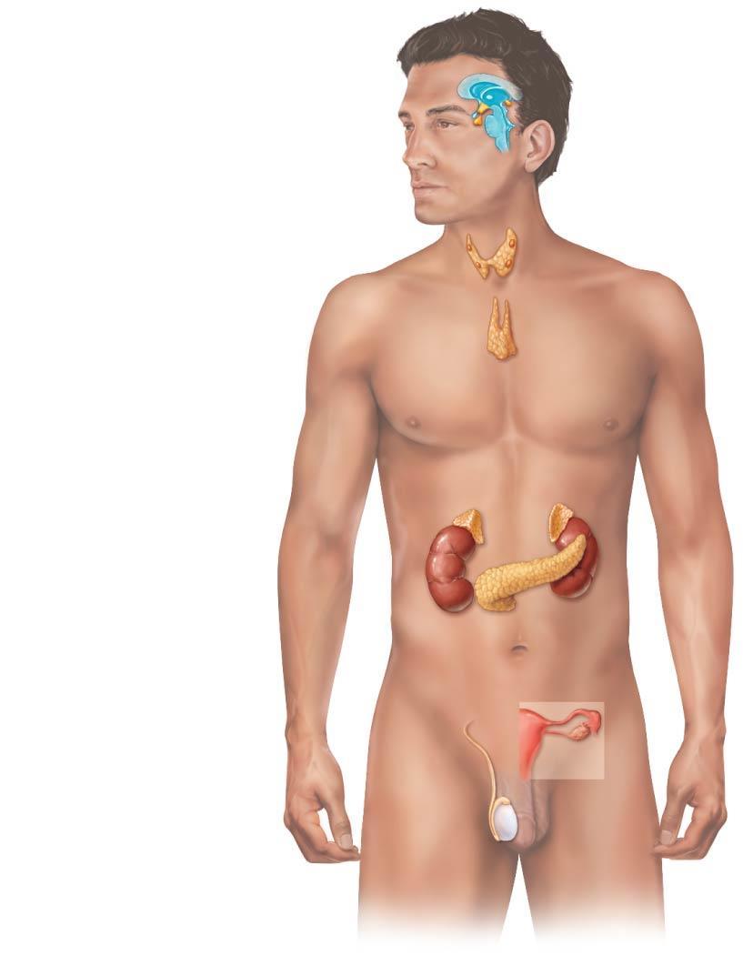 Figure 9.3 Location of the major endocrine organs of the body.