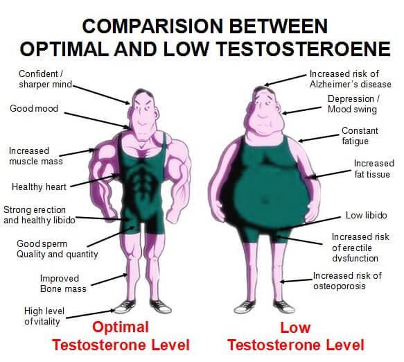 Hormones of the Testes Produce several androgens Testosterone is the most important androgen Responsible for male